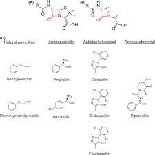 Image result for Penicillin