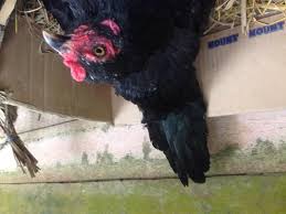 Maybe you would like to learn more about one of these? Telur Ayam Kampung Steemit