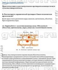 гдз по биологии за 6 класс в в пасечник Gdz Po Biologii 7 Klass Rabochaya Tetrad Bubenko Kuchmenko 10 Things Rose Gold Watch Gold Watch