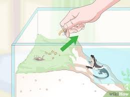 Dust your home with pesticide. How To Care For Salamanders With Pictures Wikihow