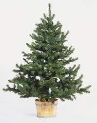How Do You Preserve A Living Christmas Tree For Replanting Live Christmas Trees Christmas Tree Box Christmas Tree