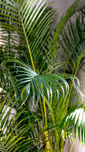 Image result for Dypsis