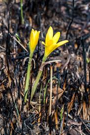 Image result for Cyrtanthus breviflorus