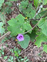 Image result for Ipomoea wightii