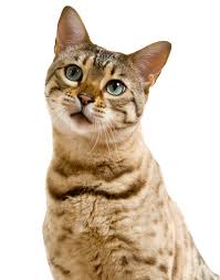 Whether relieving the pain of osteoarthritis in large or small breed dogs or treating pain preemptively in cats prior to surgery, metacam provides highly effective pain management that's rewarding for patients, practitioners, and. Metacam For Cats A Pet Owners Guide To Use Dosage And Side Effects
