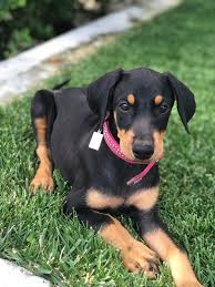 Buy and sell dobermanns puppies & dogs uk with freeads classifieds. For Sale Doberman Puppies Dobermann For Sale Near Me In Essex Mypetzilla Uk