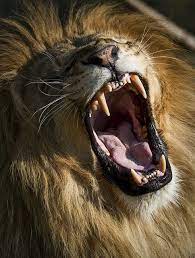 Lion Roar Lion Lion Pictures Lions