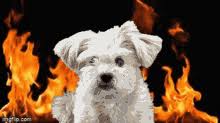 Dog Fire Gifs Tenor Its me or the dog 10354465 views. dog fire gifs tenor