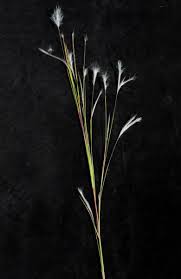 Image result for Andropogon perligulatus