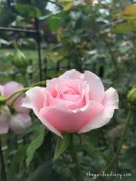 We did not find results for: 31 Dr Griffith Buck Roses Ideas Hybrid Tea Roses Shrub Roses Bloom