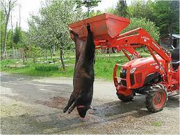 Processing A Pig At Home Slaughtering And Butchering
