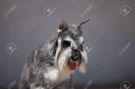 A wiry, generally long beard and eyebrows are distinguishing giant schnauzer characteristics. Beautiful Miniature Schnauzer Zwergschnauzer Dog Color Pepper And Salt Stock Photo Picture And Royalty Free Image Image 108567514