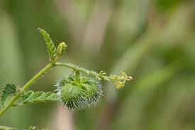 Image result for Tragia lasiophylla