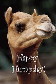 Search, discover and share your favorite geico camel gifs. See Lloyd Zimmerman S Animated Gif On Photobucket Click To Play Hump Day Quotes Hump Day Humor Camels Funny