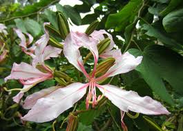 Image result for Bauhinia purpurea