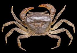 Image result for Dinebra caudata