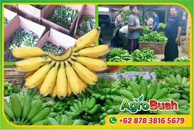 Jika anda sering berbelanja ke pasar tradisional. Jual Beli Pisang Mas Kirana Agro Buah 62 878 3816 5679