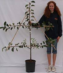 Gardeners there used rope to shape fruit trees and found that the trees produced a good crop. 120 Potted Fruit Trees Ideas Fruit Trees Plants Potted Fruit Trees