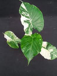Photo Of The Leaves Of Elephant S Ear Alocasia Gageana Albo Variegata Posted By Pniksch Garden Org