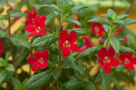 Image result for Mimulus