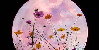 The full moon in may 2021 is called the flower moon, simply for the time of year it occurs in the northern hemisphere. May 2021 Full Moon New Moon Quarter Phases