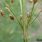 Image result for Fimbristylis quinquangularis