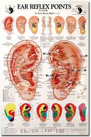 Ear Reflex Point Chart Oleson Health Ear Reflexology