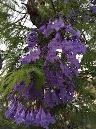 Image result for Jacaranda mimosifolia