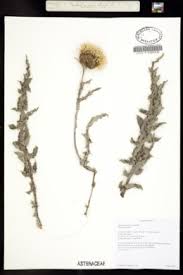 Image result for Cirsium  buchwaldii