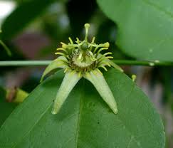 Image result for Passiflora suberosa