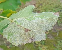 Infections can also occur on stems. What Can Be Done For Late Season Downy Mildew On Grapes Grapes