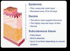 A Wound Is A Disruption Of The Normal Structure And Function Of The Skin An Acute Wound Has Normal Wound Physiol Subcutaneous Tissue Medical Medical Knowledge