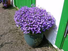 Image result for Lobelia erinus
