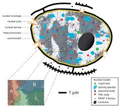 Maybe you would like to learn more about one of these? The Mammalian Cell Nucleus Example Of A Typical Mammalian Cell Download Scientific Diagram