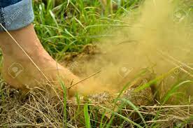 Check spelling or type a new query. A Single Foot Steps Barefoot On A Giant Puffball Mushroom A Stock Photo Picture And Royalty Free Image Image 133163588
