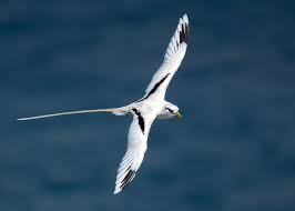 Image result for Philenoptera wankieënsis