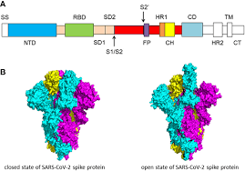 Explore literature, identify clinical trials, and compounds used in them. Frontiers Sars Cov 2 Structure Biology And Structure Based Therapeutics Development Cellular And Infection Microbiology