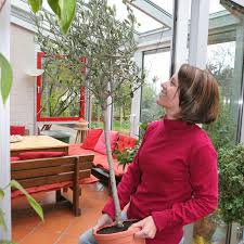 Der Olivenbaum Verliert Blatter Das Sind Die Ursachen Olivenbaum Olivenbaum Winter Mediterrane Pflanzen