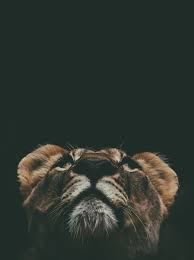 We did not find results for: Lion Wallpapers Free Hd Download 500 Hq Unsplash