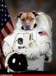 Animals In Space Space Animals Funny Celebrity Pics Celebrities Funny