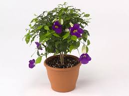 Image result for Thunbergia erecta