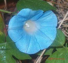 913 likes · 85 talking about this. My Morning Glories