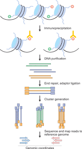 P > 0.05 is not significant (ns). How To Measure Histone Modification Cusabio