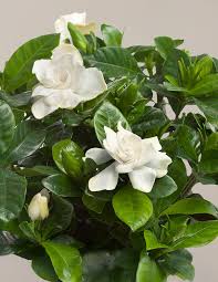 Image result for Gardenia