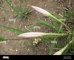 Image result for Crinum lugardiae