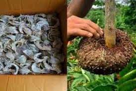 Umbi porang saat ini masih banyak yang berasal dari hutan dan belum banyak dibudidayakan. Komoditas Porang Dan Sarang Burung Walet Masuk Program Super Prioritas Pertanian