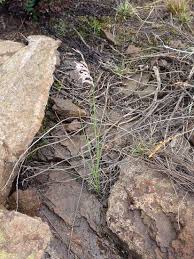 Image result for Gladiolus permeabilis