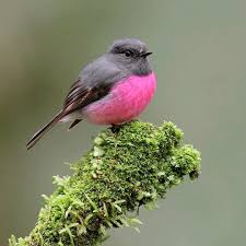 Birds Chirping In The Morning Meaning Bird Whisperer On Instagram Pink Robin One Of My Favourite Encounters From Last Year When We Found A Pink Robi Bird Pictures Cute Birds Beautiful Birds