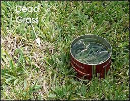 If You Southern Gardeners Are Seeing Dead Patches Of Lawn Suspect Chinch Bug Especially If You Have Centipede Grass Do Grass Care Centipede Grass Lawn Care