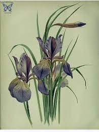 Iris Orientalis Deep Purple Flowers Crest Is Yelllow Leaves Slender To 3 Feet Long The Garden An Illus Botanical Drawings Flower Art Drawing Botanical Art